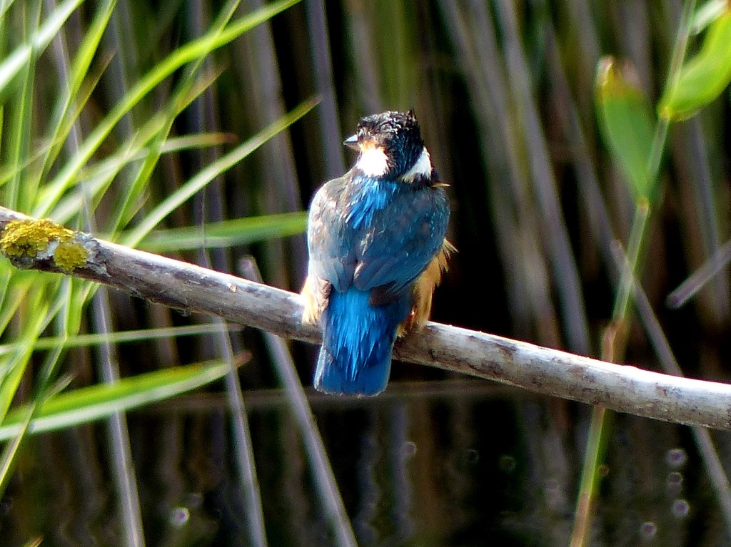 Kingfisher by susiemc