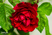 12th Jul 2016 - Red rose
