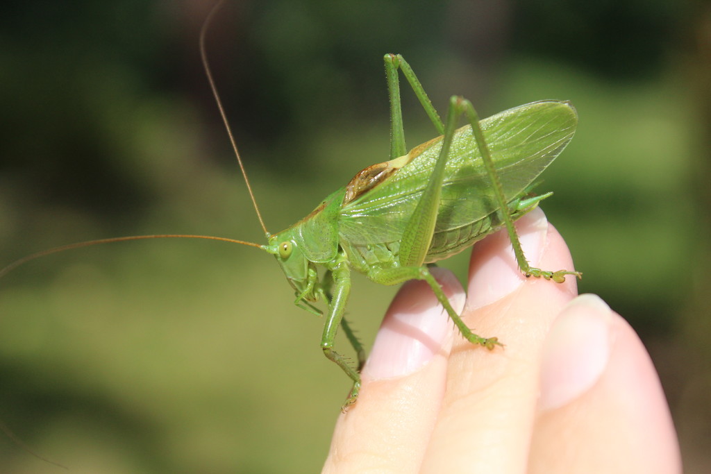 A grasshopper by lucien