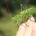 A grasshopper by lucien