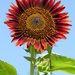 Red Sunflower by daisymiller