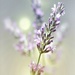2016-07-12 lavender by mona65