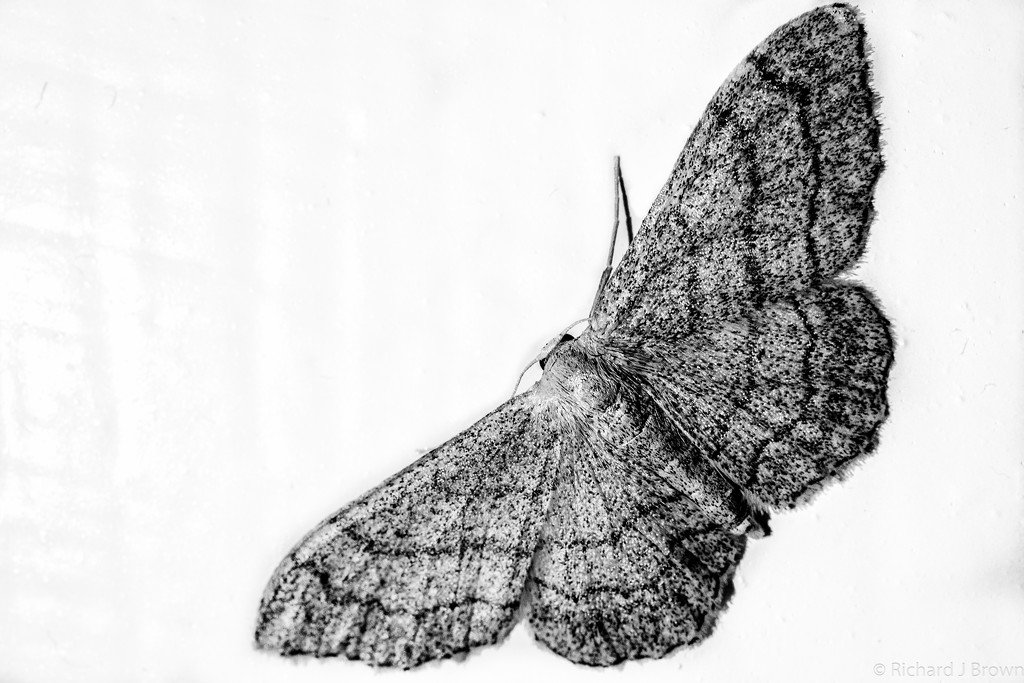 B&W Moth by rjb71