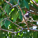 House Sparrow by gardencat