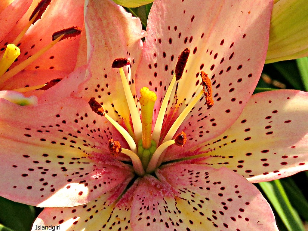 Asiatic Lily    by radiogirl