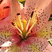 Asiatic Lily    by radiogirl