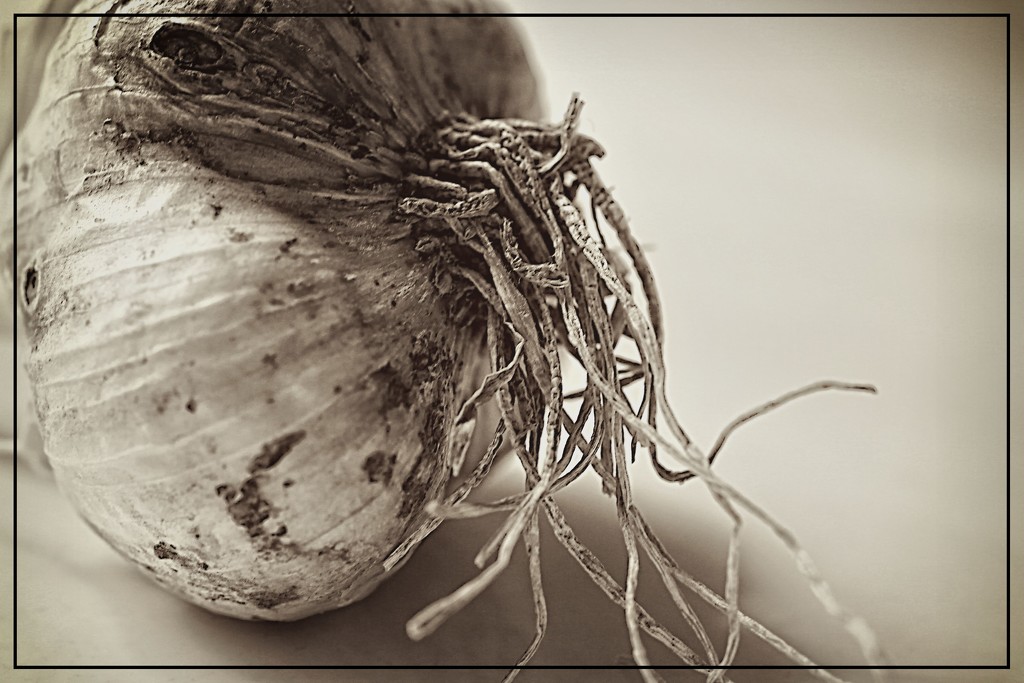 Mundane Garlic by olivetreeann