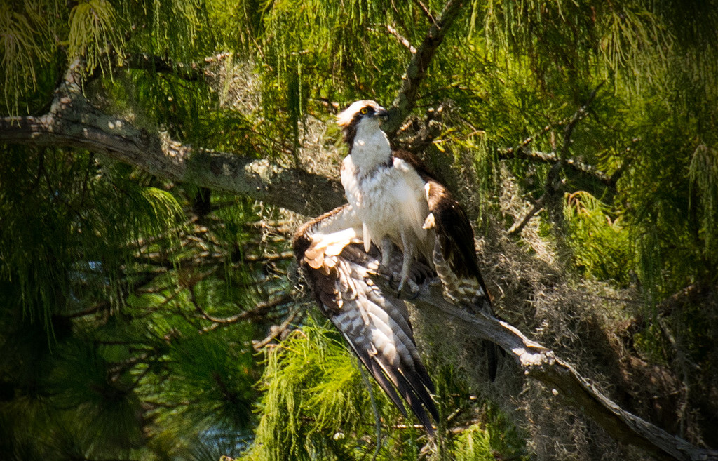 Osprey on a Limb! by rickster549