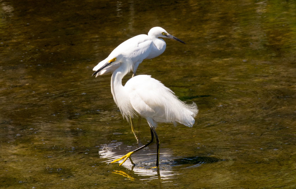 Snowy Egret and Young Egret, I think! by rickster549