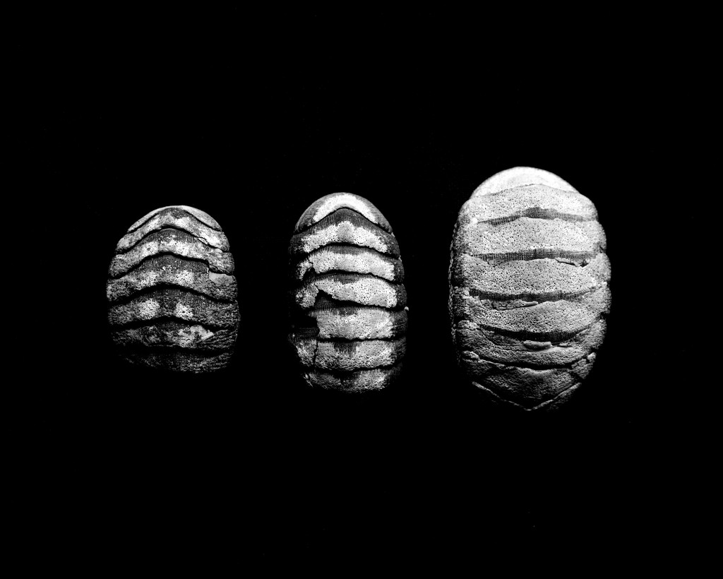 Chiton shells by peterdegraaff