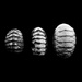 Chiton shells by peterdegraaff