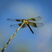 dragonfly by aecasey