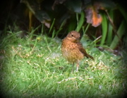 13th Jul 2016 - One of the new robins