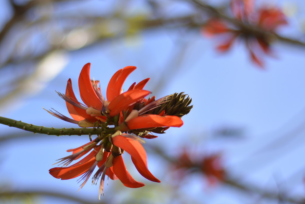 Winter Colour_DSC7488 by merrelyn