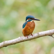 13th Jul 2016 - Young Male Kingfisher