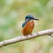 Young Male Kingfisher by padlock