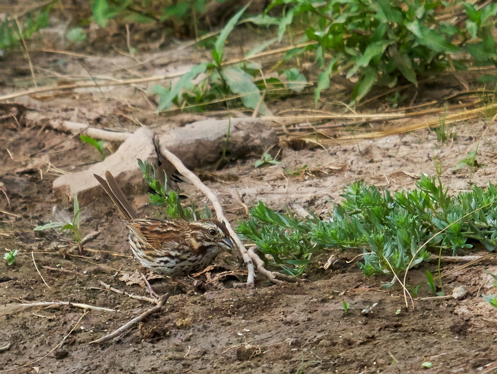 Pond Side Sparrow by gardencat