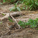 Pond Side Sparrow by gardencat