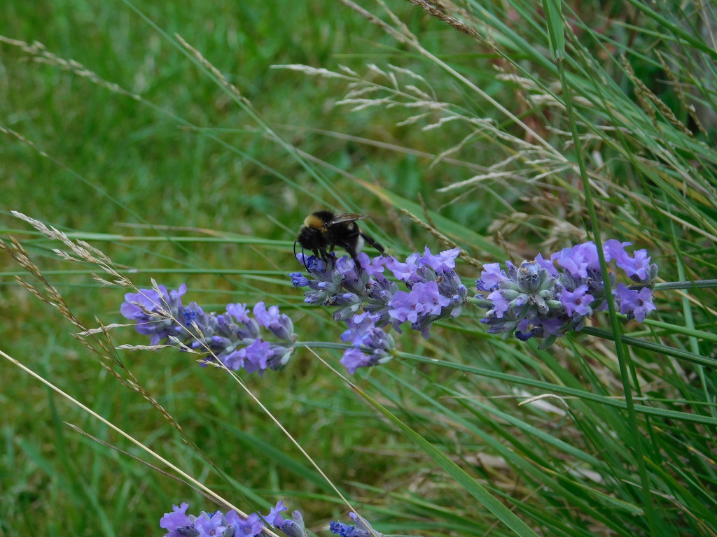 Busy bee by 365anne