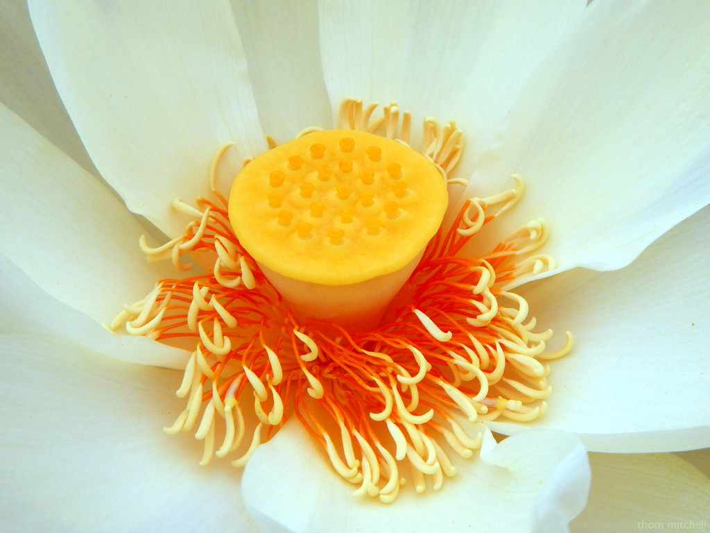 American lotus by rhoing