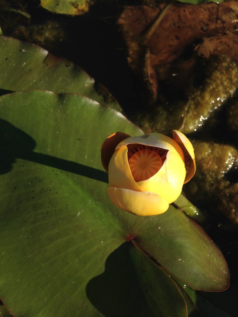 yellow pond lily by wiesnerbeth