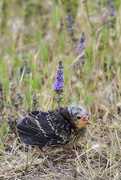 21st Jun 2016 - Red Winged Blackbird Baby Lost His Mother 
