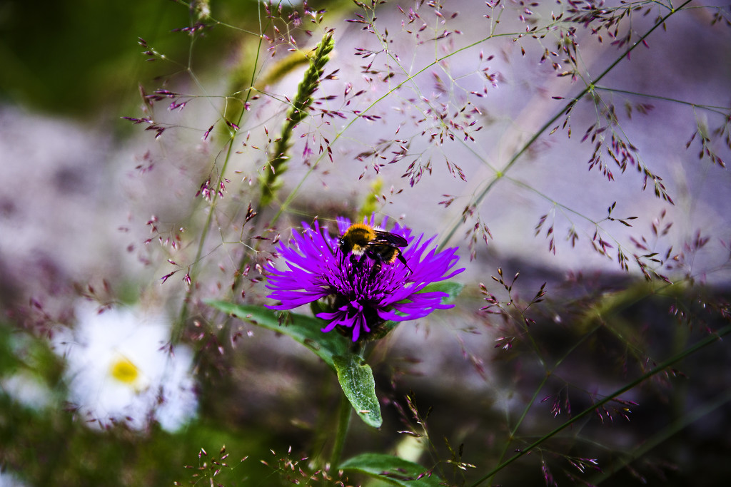 Bee amongst the Wild Flowers by megpicatilly