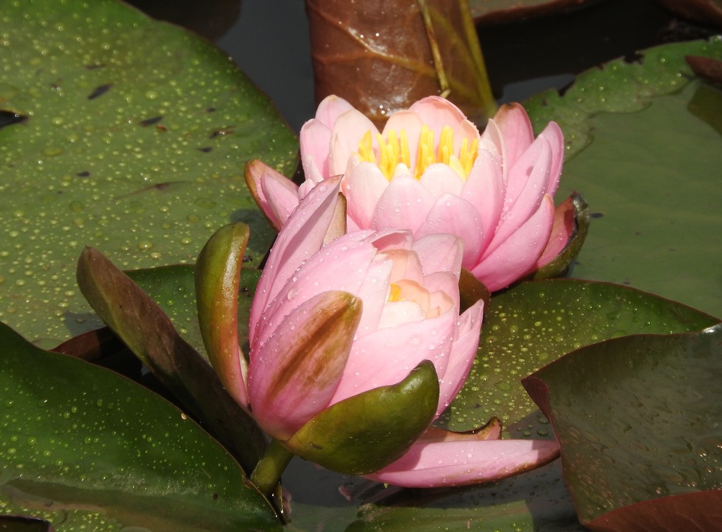 Pink Water lily by oldjosh