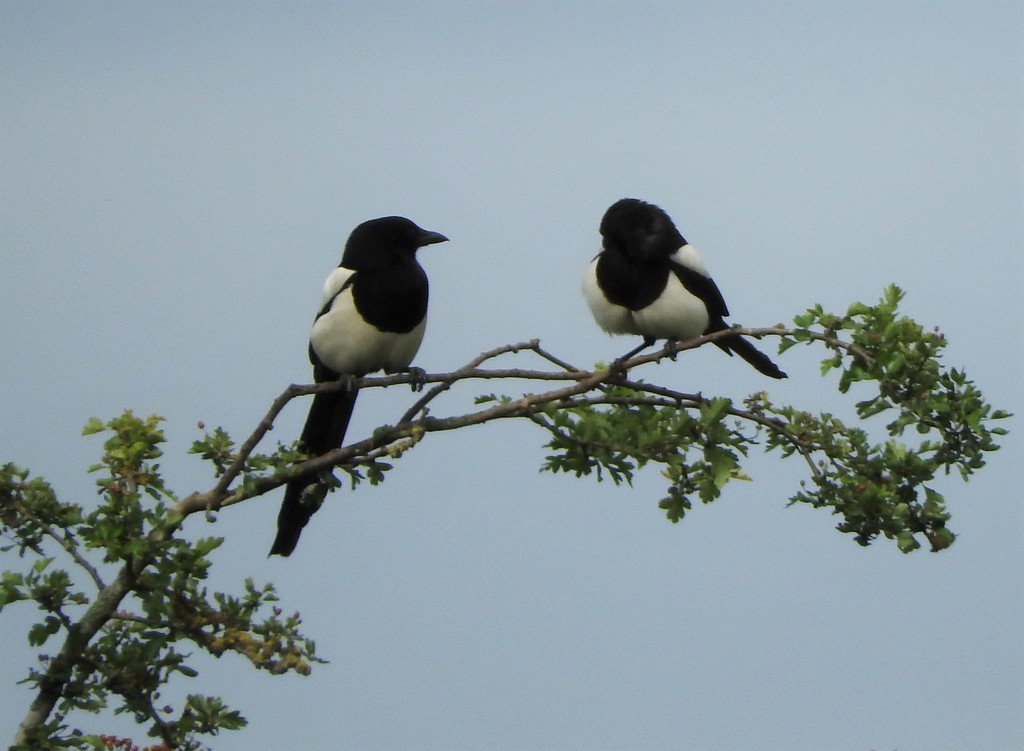 Magpies by oldjosh