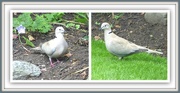 13th Jul 2016 - Two Collared Doves
