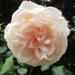 Rose by g3xbm