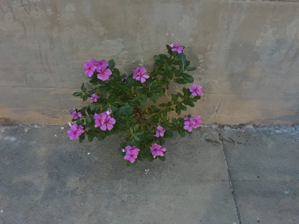 Amazing flower growing out of a crack in the sidewalk. by congaree