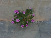 13th Jul 2016 - Amazing flower growing out of a crack in the sidewalk.