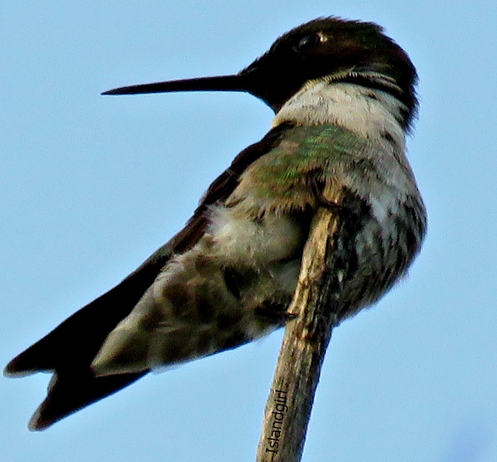 Hummingbird    by radiogirl