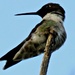 Hummingbird    by radiogirl