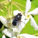  Fly  in the Jasmine. by wendyfrost