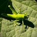 Poor Grasshopper! by rickster549