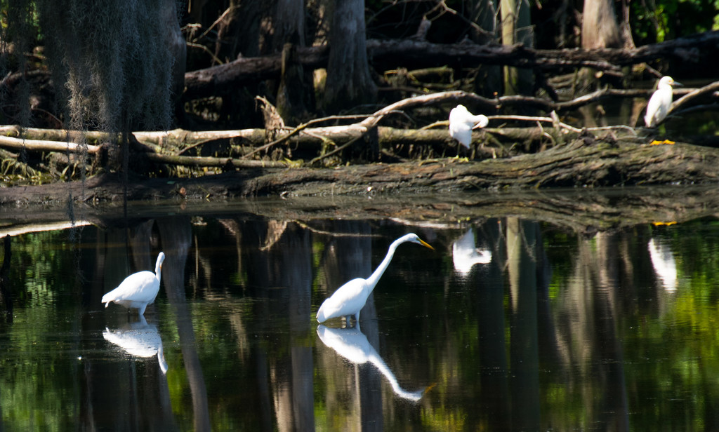 Birds and Reflections! by rickster549