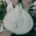 Walla Walla Sweet Onion by byrdlip