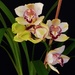 Beautiful Orchid ~ by happysnaps