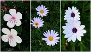 14th Jul 2016 - Three White Flowers ~