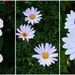 Three White Flowers ~ by happysnaps