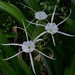Spider lily (Hymenocallis caribaea 'Variegata') by congaree