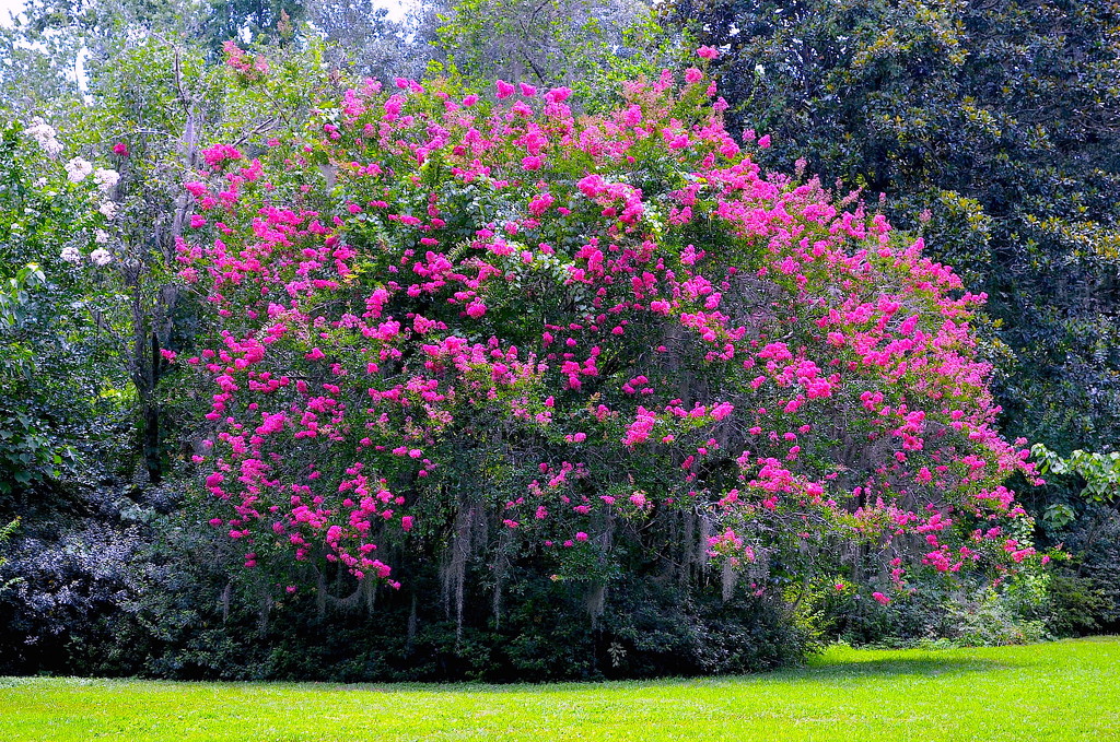 A magnificent crepe myrtle in bloom, Magnolia Gardens, Charleston, SC by congaree