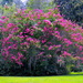 A magnificent crepe myrtle in bloom, Magnolia Gardens, Charleston, SC by congaree