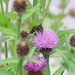 Bee on Knapweed by oldjosh
