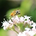 Resting Bee by oldjosh