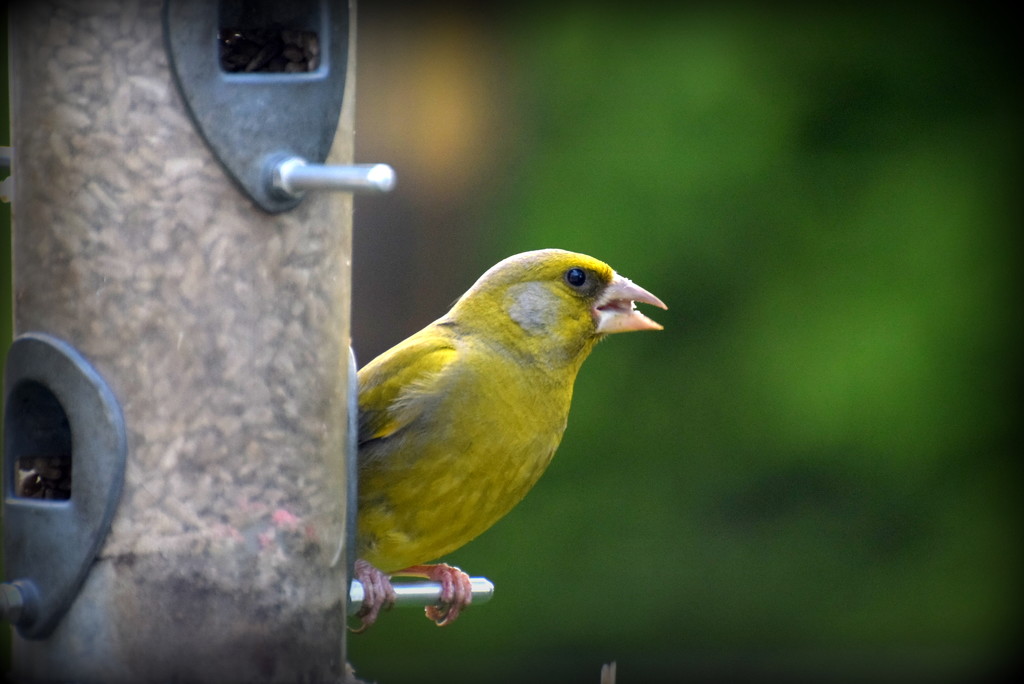 Greenfinches are doing well by rosiekind