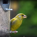 Greenfinches are doing well by rosiekind