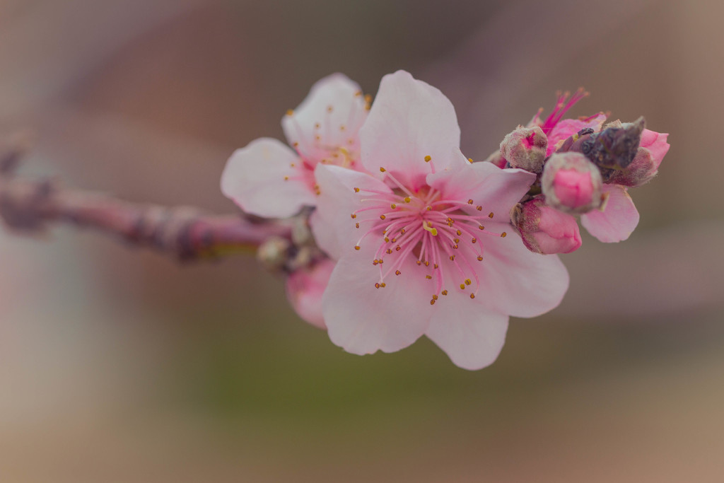 Nectarine Blossom by jodies
